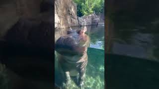 Window Washing - Hippo Fiona - Cincinnati Zoo