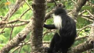 Meet the Worlds First Hand-reared Angolan Black and White Colobus monkey