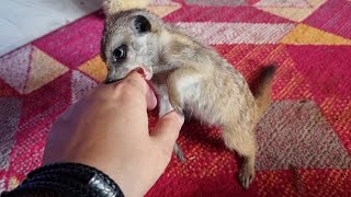 Сурикаты - это лысые ёжики?! Верните колючки, а то слишком мило и трогательно!