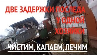 У коров не отделился послед - застоялись