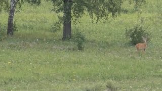 Загонная охота на косулю! На Сайге новый прицел!