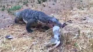 Rồng Komodo săn Thỏ và ăn