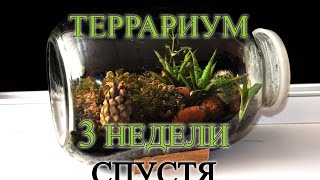 Большой Вечный Террариум 3 НЕДЕЛИ спустя!!!