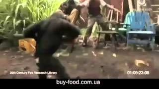 Обезьяне дали ак 47