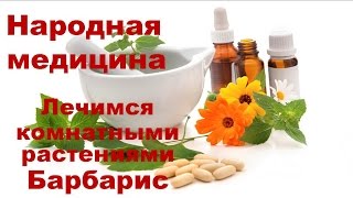 Лечение комнатными растениями Барбарис