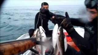 zıpkınla levrek ve kefal  avı,spearfishing,karadeniz-blacksea