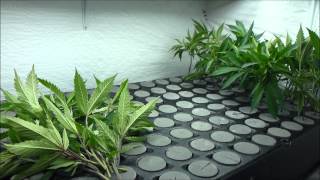 Medicropper On Cloning
