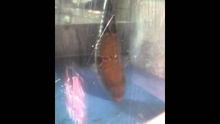 Live Fugu at  玄品ふぐ 祇園の関
