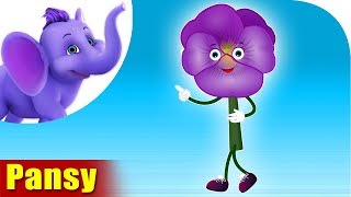 Pansy | Flower Song | 4K | Appu Series