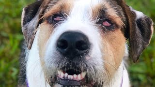 Milkshake was dumped in graveyard for not being perfect