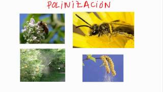 La reproducción de las plantas