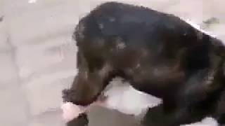 Dog stuck inside a duck