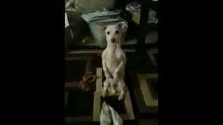 MY CUTE DOG DOING A SQUIRREL!