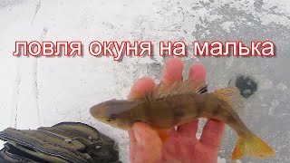 Ловля окуня зимой на малька, видео rybachil.ru