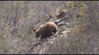 Best of Alaskan Wildlife