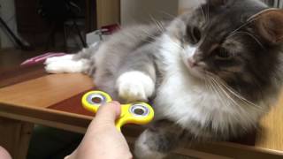ハンドスピナーを初めて見た猫 ノルウェージャンフォレストキャットThe cat saw the hand spinner for the first time.Norwegian Forest Ca