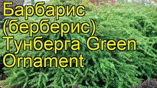 Барбарис тунберга Грин Орнамент. Краткий обзор, описание berberis thunbergii Green Ornament