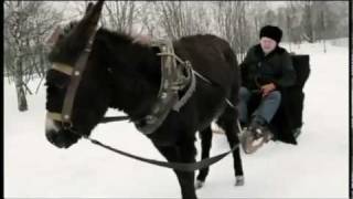 Жириновский избивает осла!