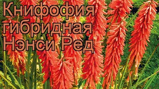 Книфофия гибридная Нэнси Ред (kniphofia) ? Нэнси Ред обзор: как сажать, рассада книфофии Нэнси Ред