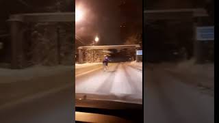Малая Вишера. Лось бегает по улицам города.
