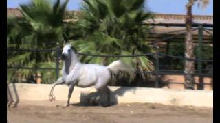JADE BV (Fath Ali Sha by Monogramm x Ruanda by Garbo) Arabian Mare