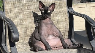 This cat will never win a beauty contest. And that's okay.