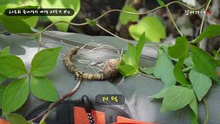 밀양 향로산 꼬끼리봉 가는 계곡에서 - 60은퇴 준비생의 야생배우기 #4 (야생화,약초,버섯)