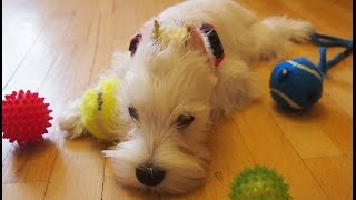 5.10.2016 Событие месяца! Первые дни щенка в доме|Ровно год назад!