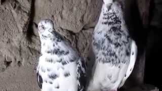Николаевские голуби 14.01.2015г / Nikolaev doves