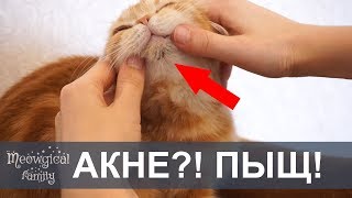 Часть1:АКНЕ у кошки - черные точки на подбородке кошки