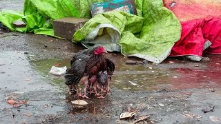 Mother Hen Shelters Her Chicks in the Rain || ViralHog