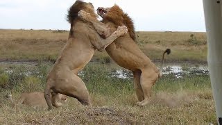 Wild Fauna / Прирождённые Короли / Великий прайд Львов / Lions at War / Mapogo Lions /Часть-1