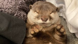 カワウソさくら 戦うことを忘れた大怪獣ぽちゃぽちゃ丸 liquid-like otter without a sense of crisis