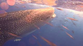 Whale Shark at Anthony's Key Resort - September 2013