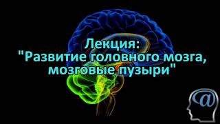 Развитие головного мозга (мозговые пузыри). Лекция