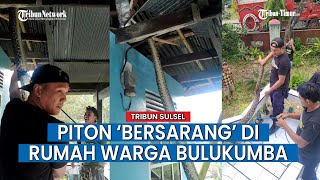 VIDEO VIRAL! Ular Piton Masuk di Rumah Warga Allu Ujung Loe, Bulukumba