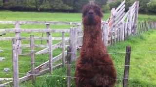 Funny Alpaca.