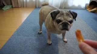 パグにいたずら！おやつを投げたふりをしてみた！Pug
