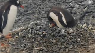 Pinguino papua con crías