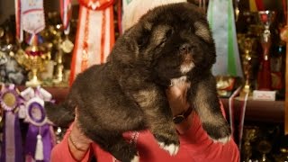 Щенки кавказской овчарки 1,5 месяца www.r-risk.ru +79262205603 Татьяна Ягодкина