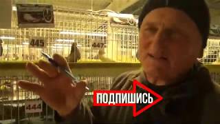 Оценка судьями Кировоградских голубей.