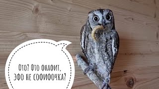 Совы сплюшки переходят на зимний рацион питания и снова начинают со мной дружить за еду