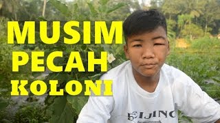 Musim Pecah Koloni Lebah
