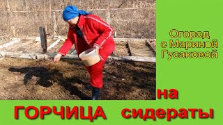 ГОРЧИЦА - посев  весной под картошку в качестве сидерата  [09.03.17]
