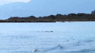Evia-Guide Fokies lichadonisia