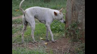 Native Dogs of Tamilnadu (india)