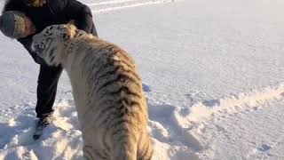 НАПАДЕНИЕ ТИГРА НА ЧЕЛОВЕКА