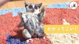 飼い主さんとの戦い！ポテポテした仕草が可愛い♡ 【PECO TV】