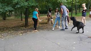 Бой питбультерьеров без намордников в общественном парке.