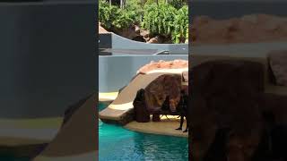 Sea lion loro parque show